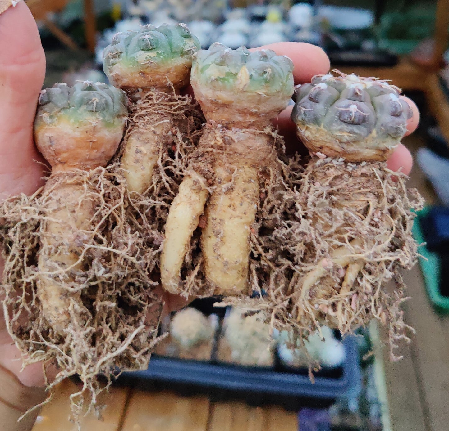 Gymnocalycium prochazkianum VS 141 (10 frø)