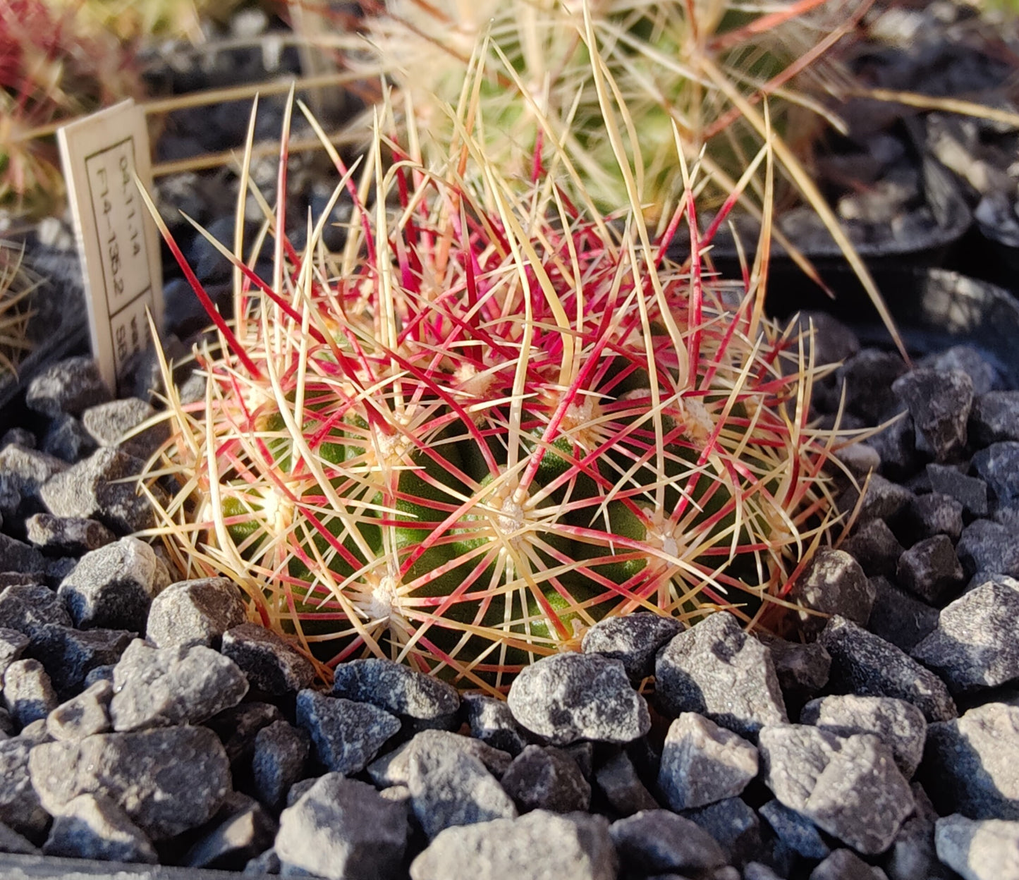Thelocactus bicolor var. flavidispinum SB 424 (10 frø)