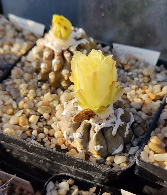 Copiapoa mollicula (20 frø)