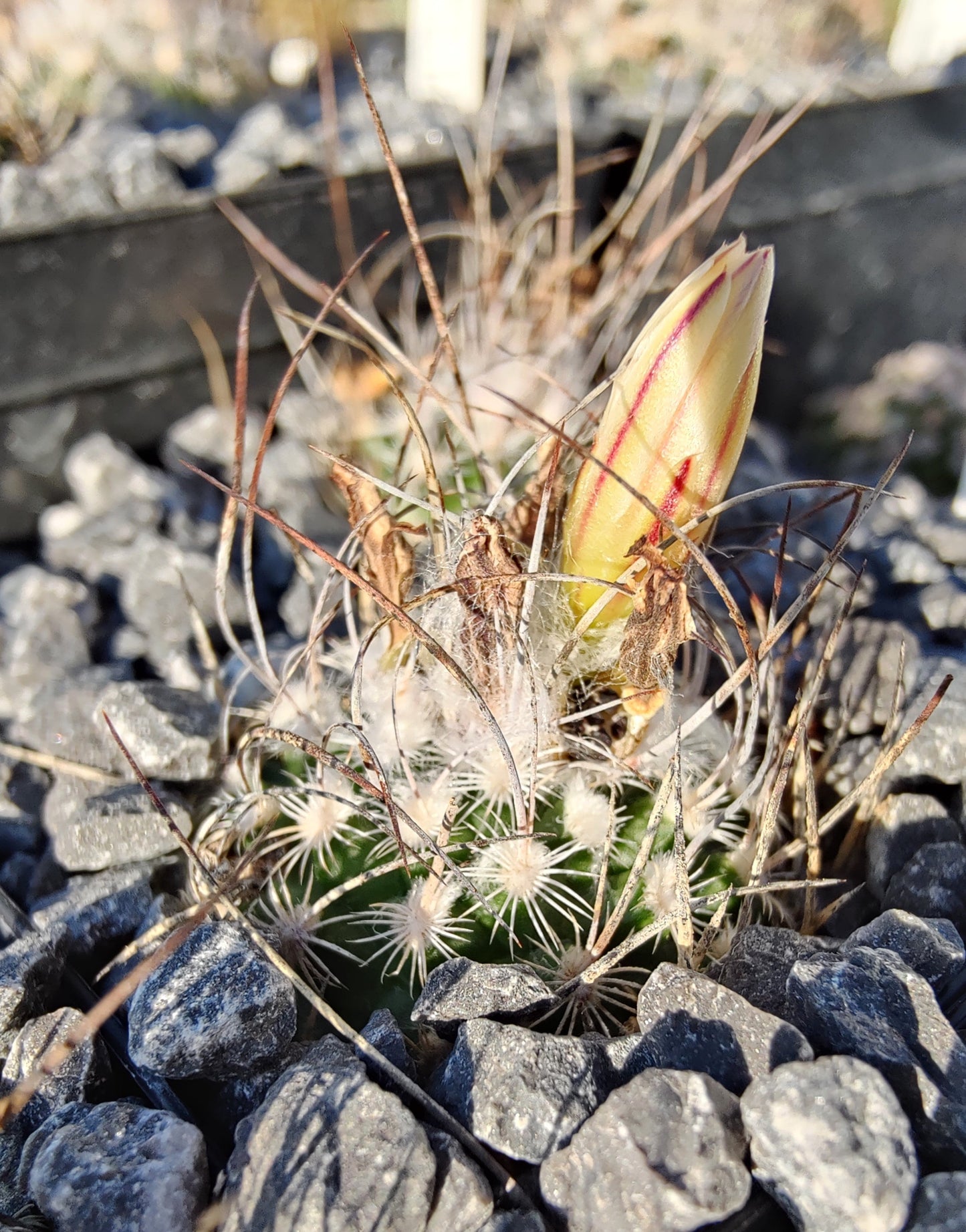 Turbinicarpus dickisoniae, RS 321A (plante)