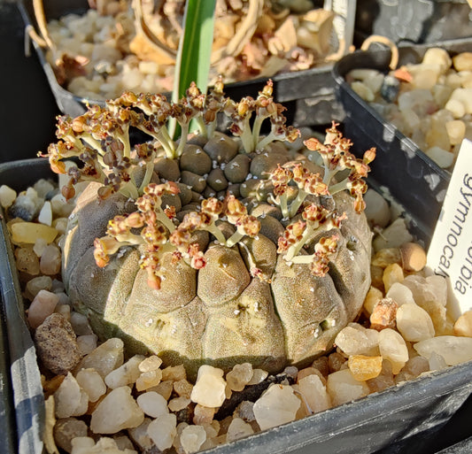 Euphorbia gymnocalycioides (5 frø)