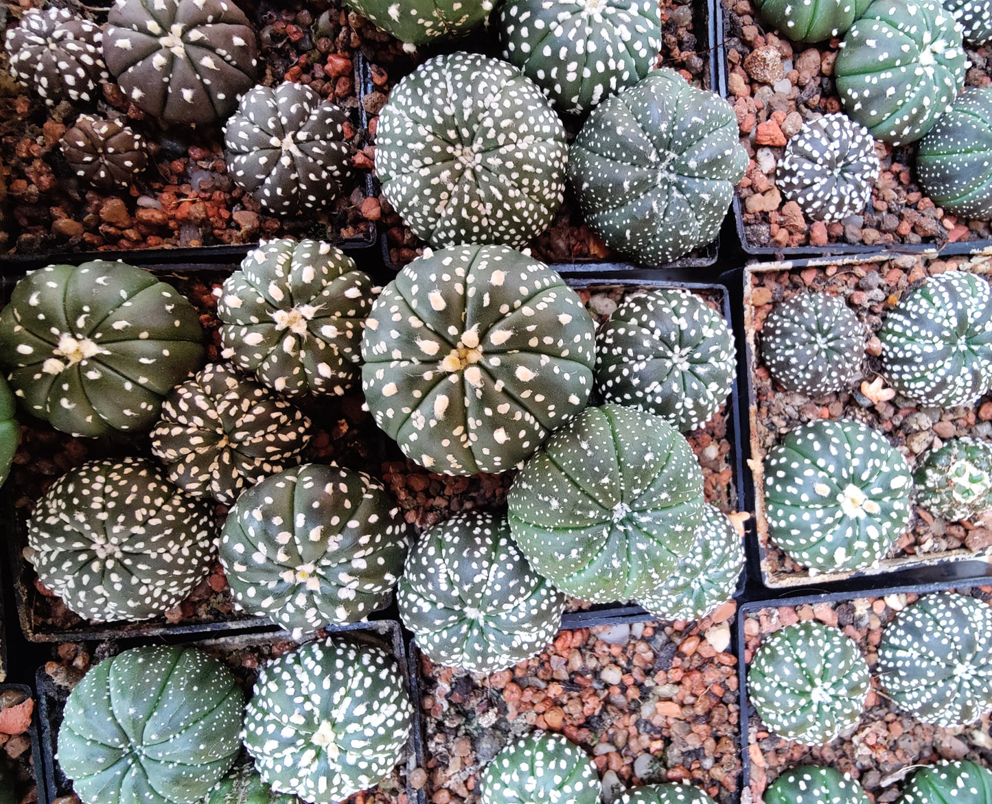 Astrophytum asterias cv. Super Kabuto (plante)