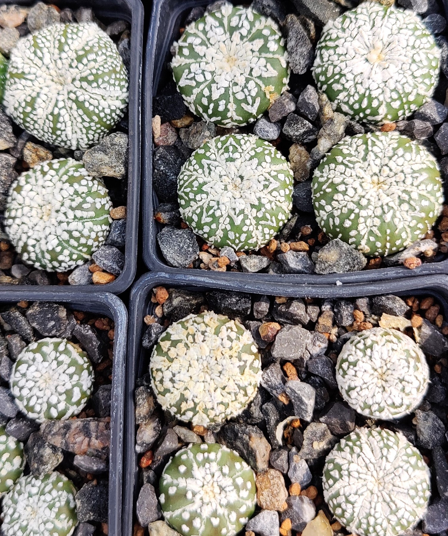 SUPER UNIQUE SHAPE - shops Seedling Astrophytum Super Kabuto Tank Shape Approx. 2.5