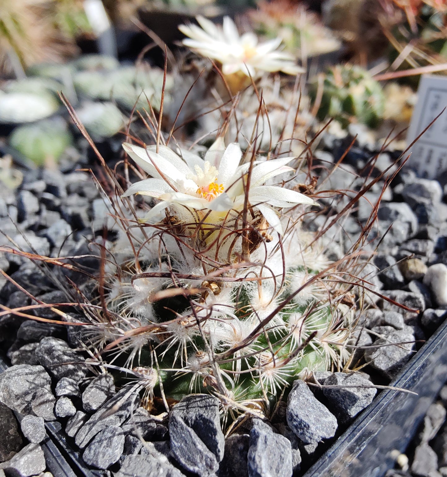 Turbinicarpus dickisoniae, RS 321A (plante)