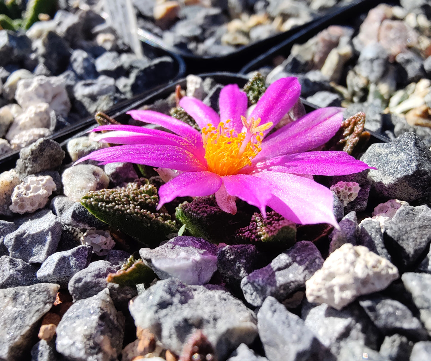 Ariocarpus bravoanus ssp. hintonii LH 480 (10 frø)