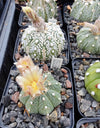 Astrophytum asterias Hybrid MIX (20 frø)