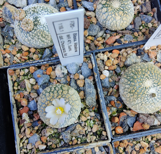 Blossfeldia liliputana WR 471 (30 frø)