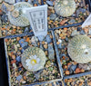 Blossfeldia liliputana WR 471 (30 frø)