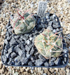 Thelocactus hexaedrophorus SB 291 (plante)