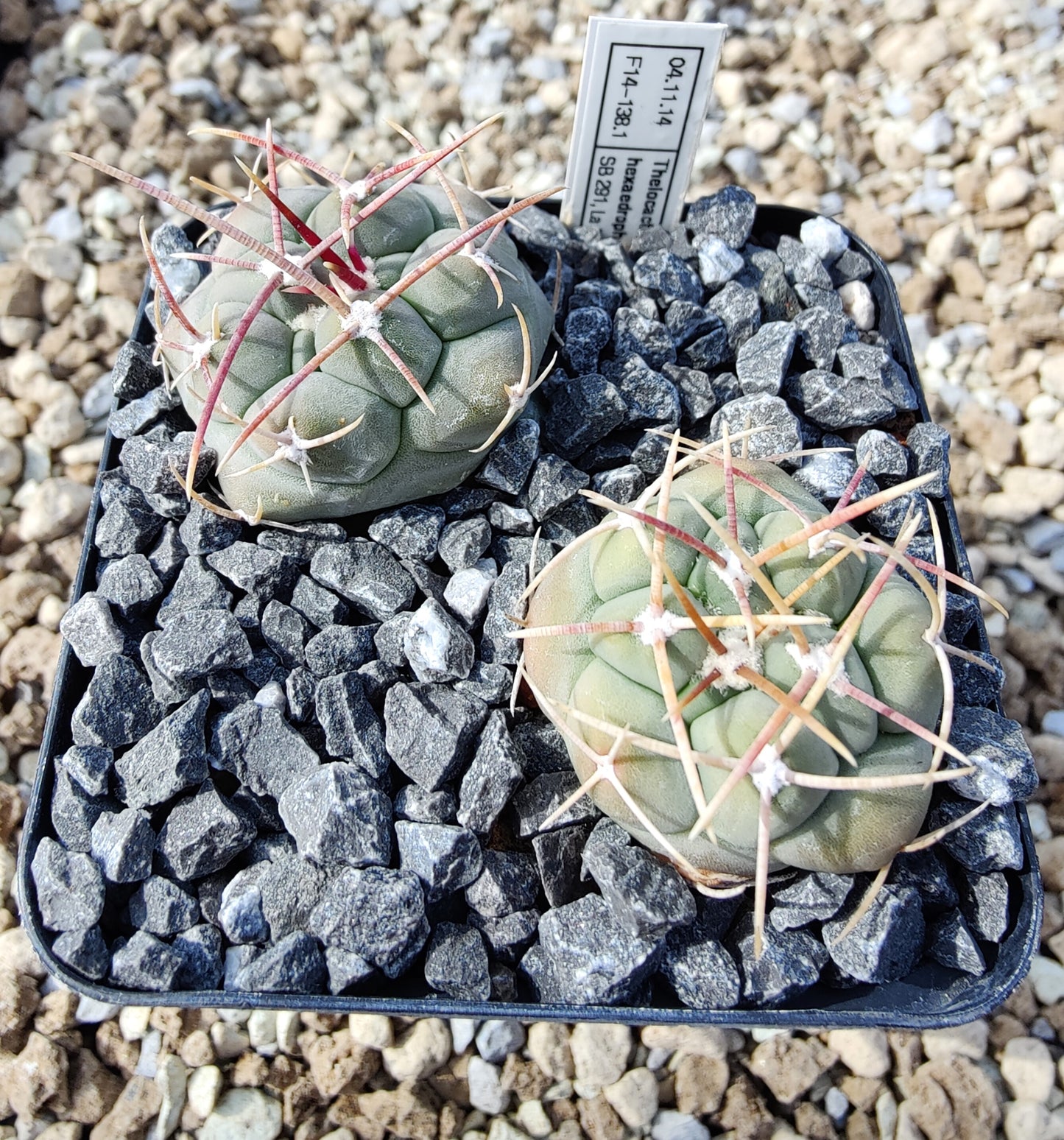 Thelocactus hexaedrophorus SB 291 (plante)