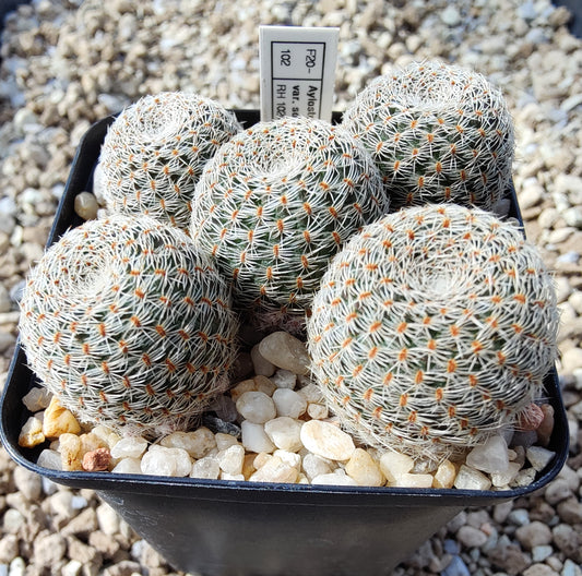 Aylostera heliosa var. solisioides RH 1024 (plante)