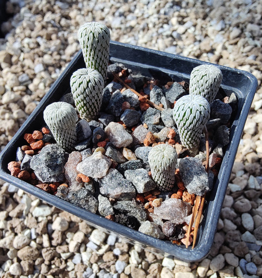 Pelecyphora aselliformis RS 550 (plante)