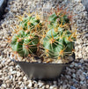 Denmoza rhodacantha VoS 18-2534 (plante)