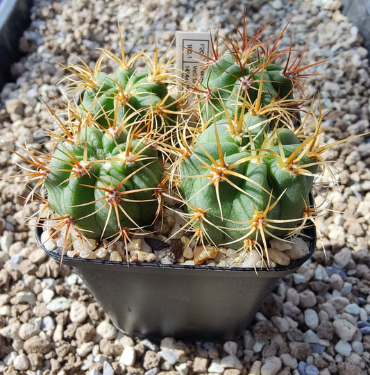 Denmoza rhodacantha VoS 18-2534 (plante)