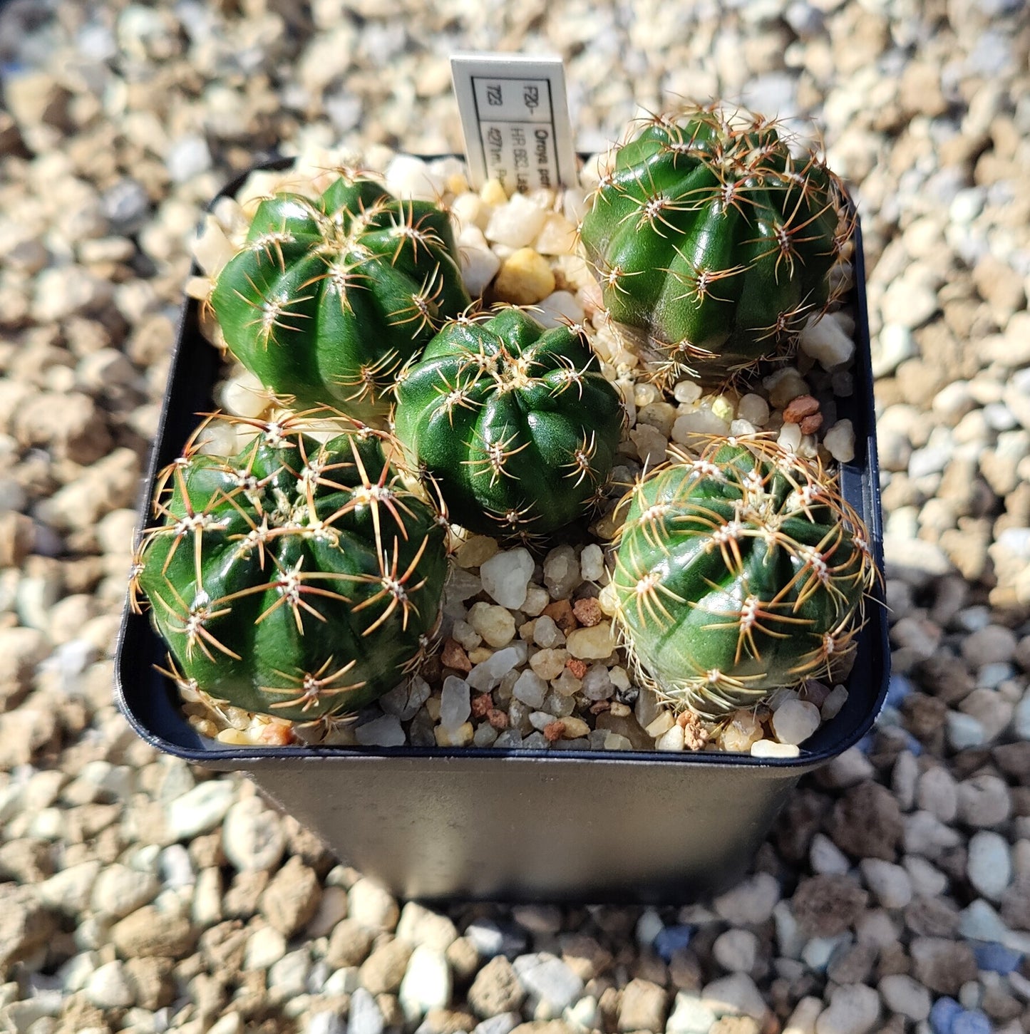 Oroya peruviana HR 683 (plante)