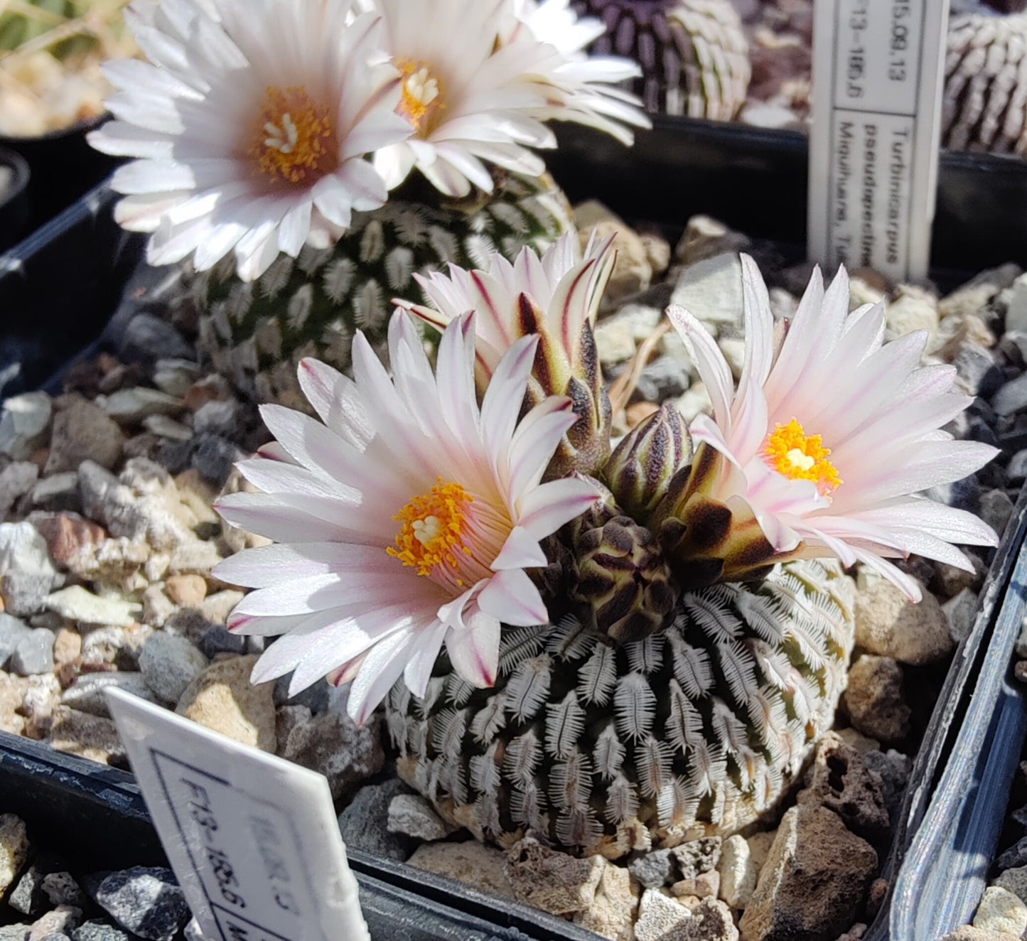 Turbinicarpus pseudopectinatus, Miquihuana (10 frø)