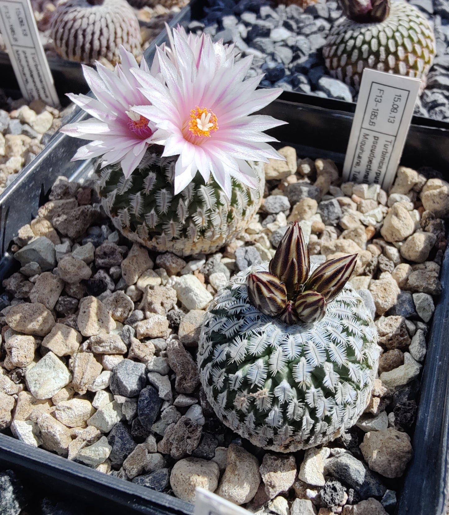 Turbinicarpus pseudopectinatus, Miquihuana (10 frø)