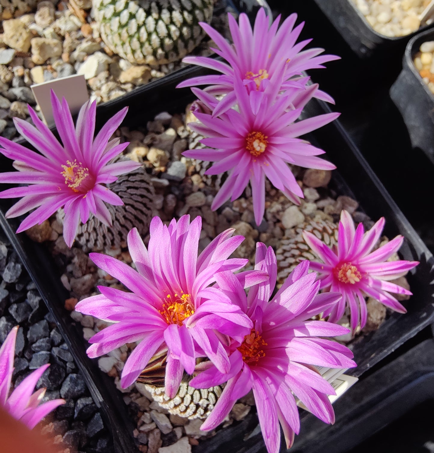 Turbinicarpus pseudopectinatus SB 267 (10 frø)