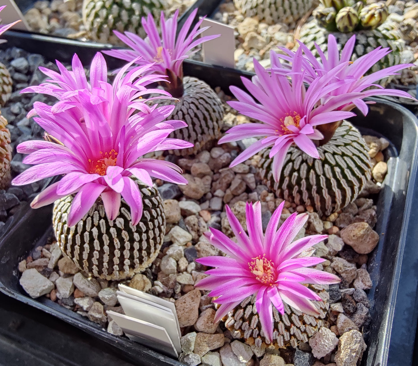Turbinicarpus pseudopectinatus SB 267 (10 frø)