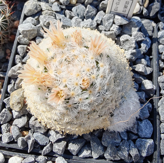 Mammillaria lasiacantha SB 500 (20 frø)