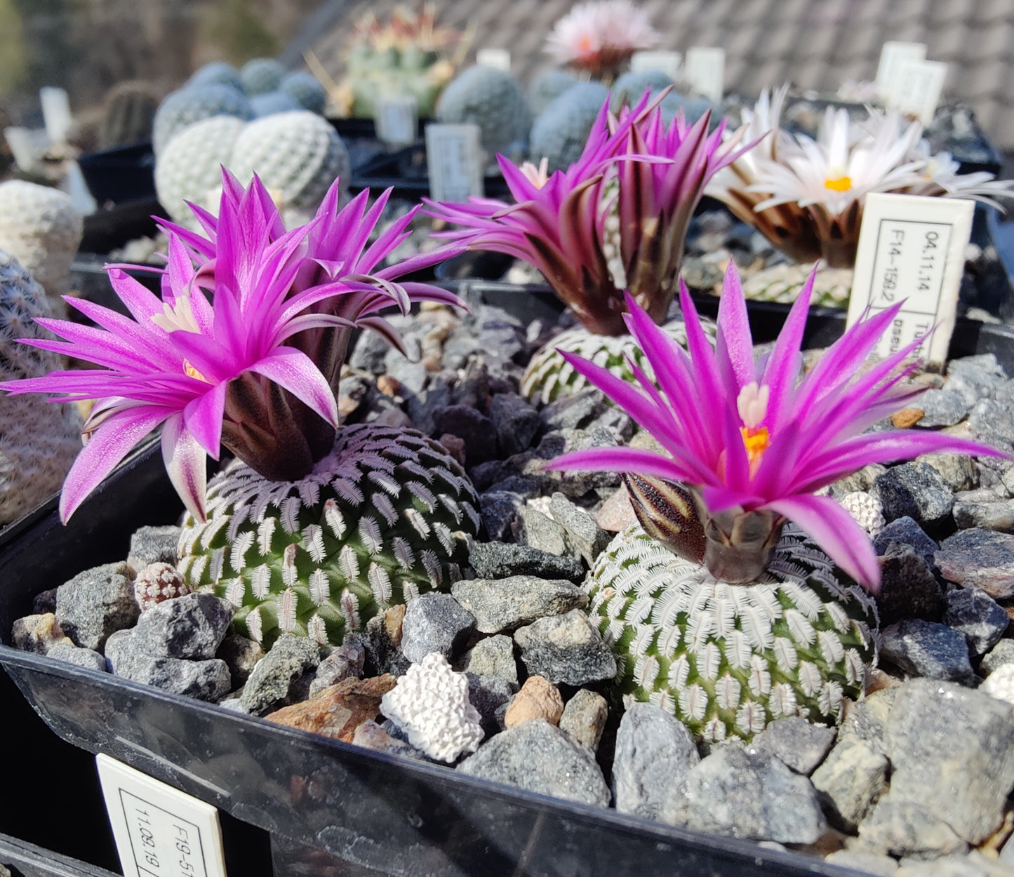 Turbinicarpus pseudopectinatus, El Galito (10 frø)