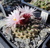 Turbinicarpus mombergeri (20 frø)