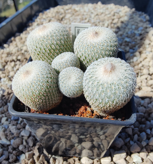 Epithelantha micromeris (plante)