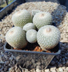 Epithelantha micromeris (plante)