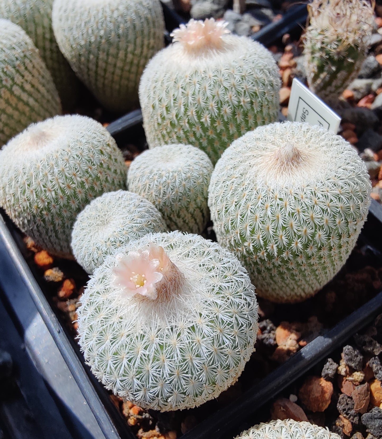 Epithelantha micromeris (plante)