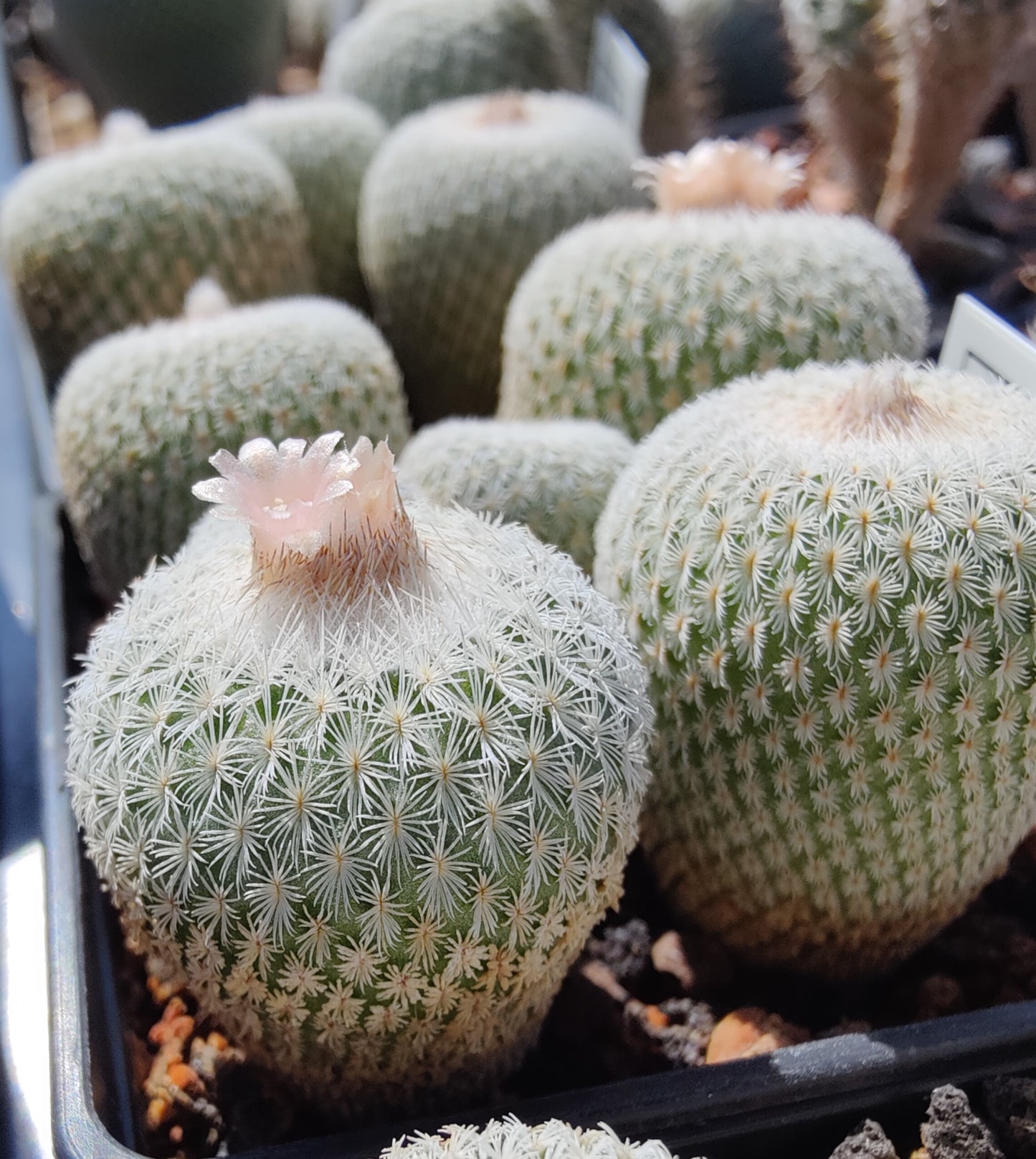 Epithelantha micromeris (plante)
