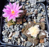 Ariocarpus fissuratus ssp.lloydii (10 frø)