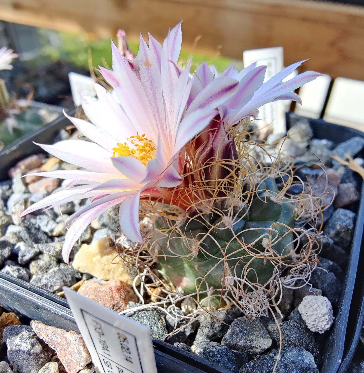 Turbinicarpus pseudomacrochele SB 1049 (10 frø)