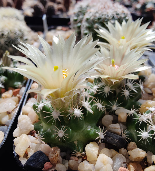 Escobaria missouriensis LZ 787 (20 frø)