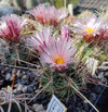 Thelocactus lausseri (20 frø)