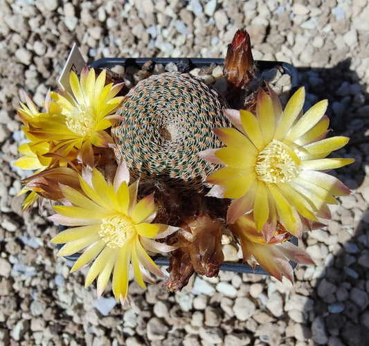 Lobivia famatimensis WR 127 (20 frø)