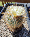 Echinofossulocactus vaupelianus (20 frø)