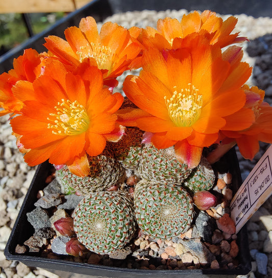 Aylostera heliosa WR 314 (20 frø)