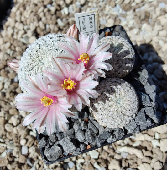 Mammillaria pectinifera (20 frø)