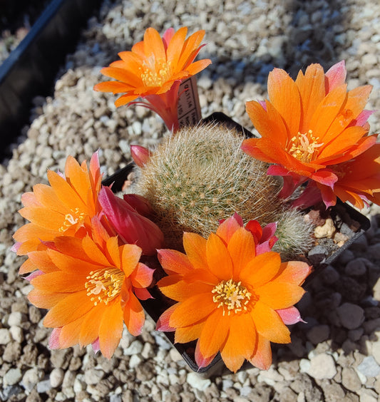 Aylostera hoffmannii WR 521a (20 frø)