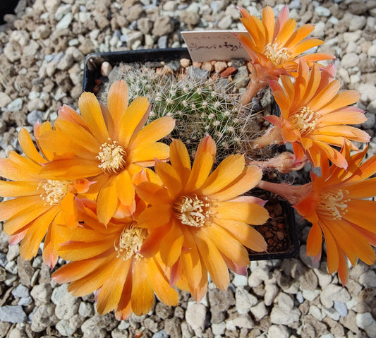 Aylostera flavistyla (20 frø)