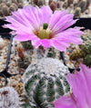 Echinocereus reichenbachii SB 941 (20 frø)