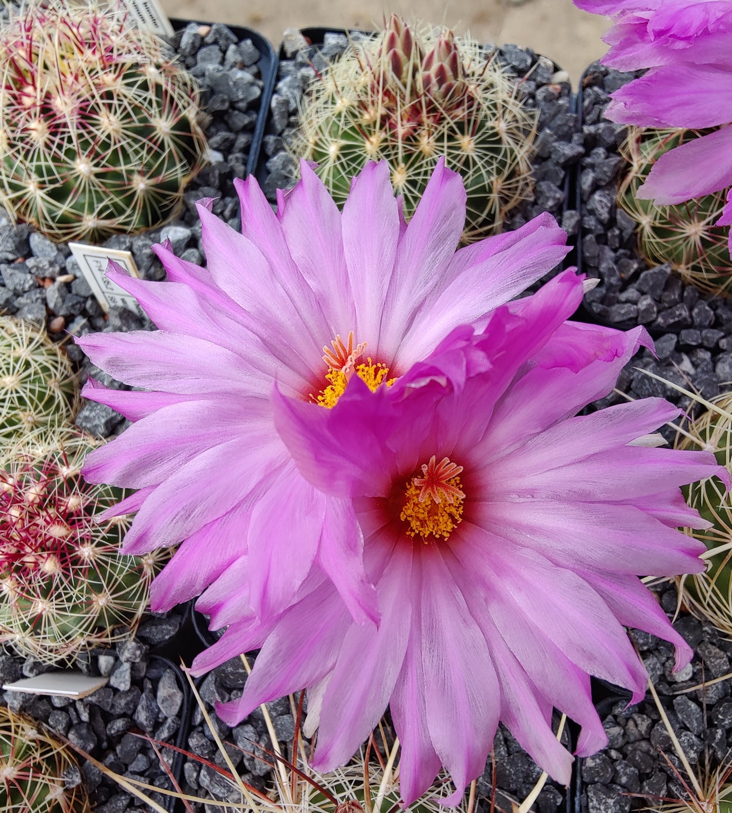 Thelocactus bicolor var. flavidispinum SB 424 (10 frø)