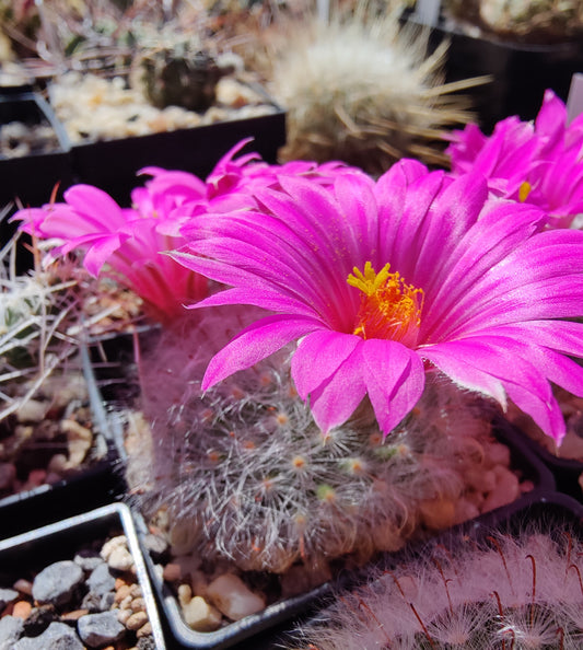 Mammillaria guelzowiana RS 761A (20 frø)