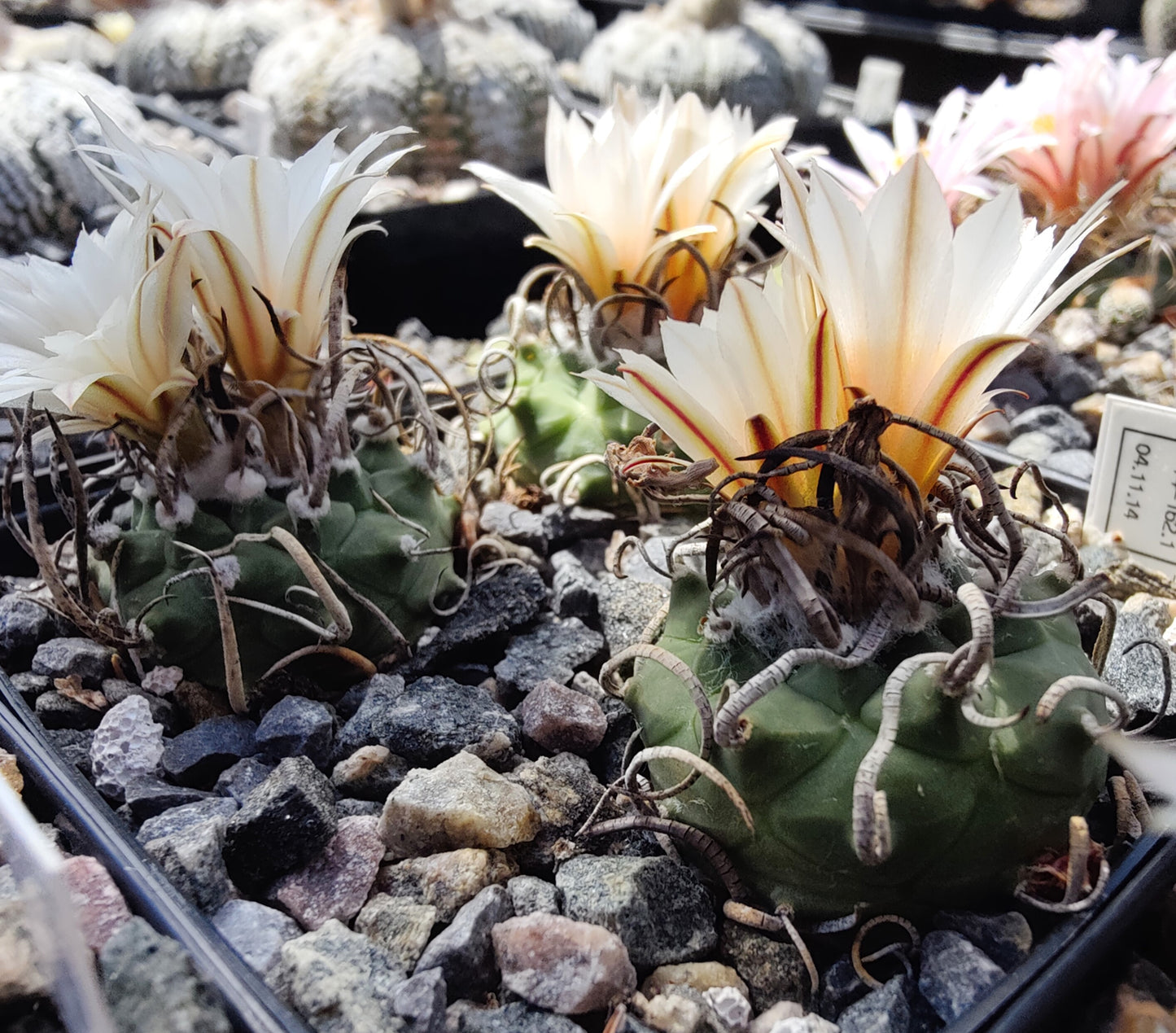 Turbinicarpus schwarzii SB 756 (10 frø)