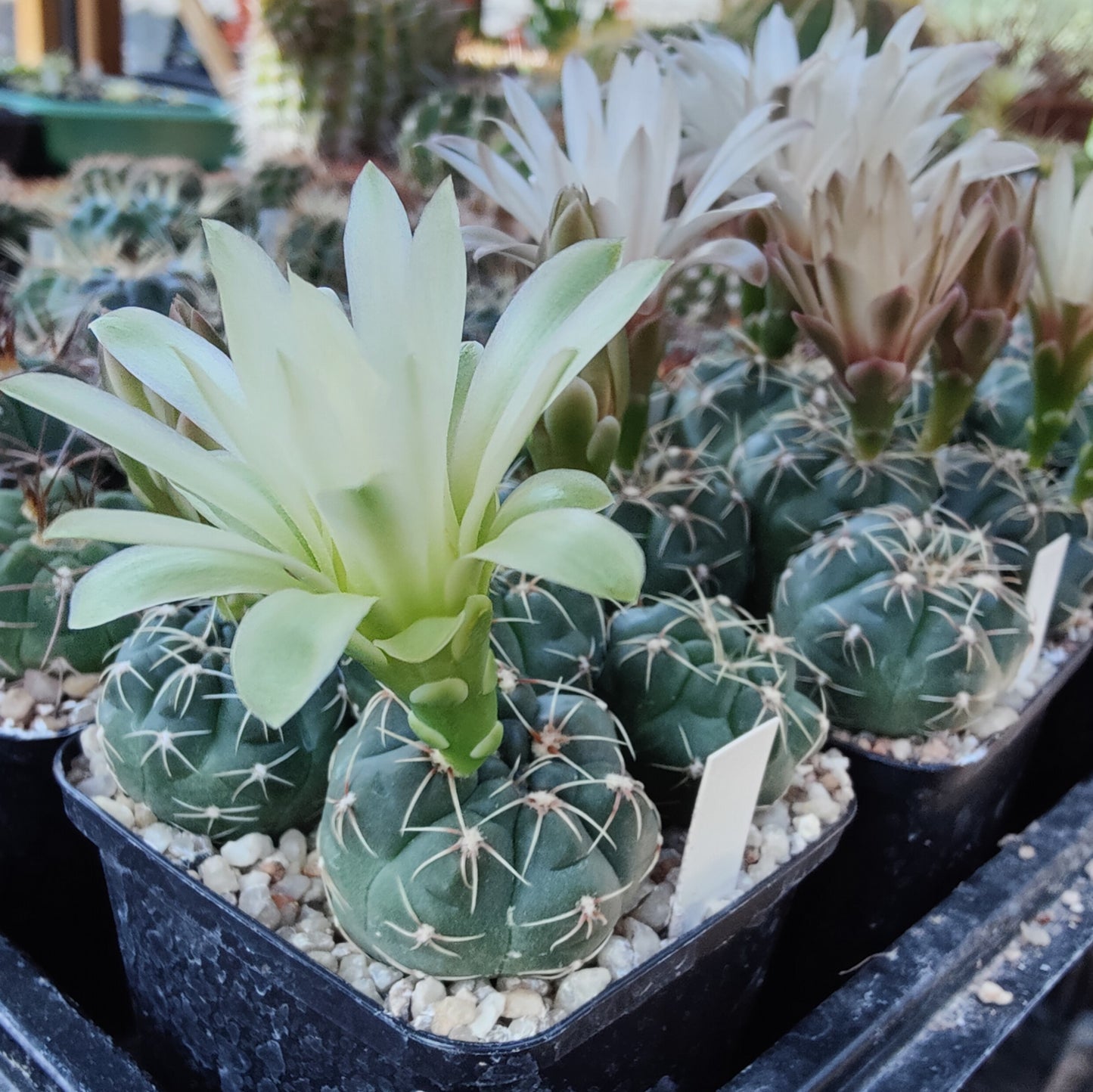 Gymnocalycium pinalii VoS 18-2292 (20 frø)