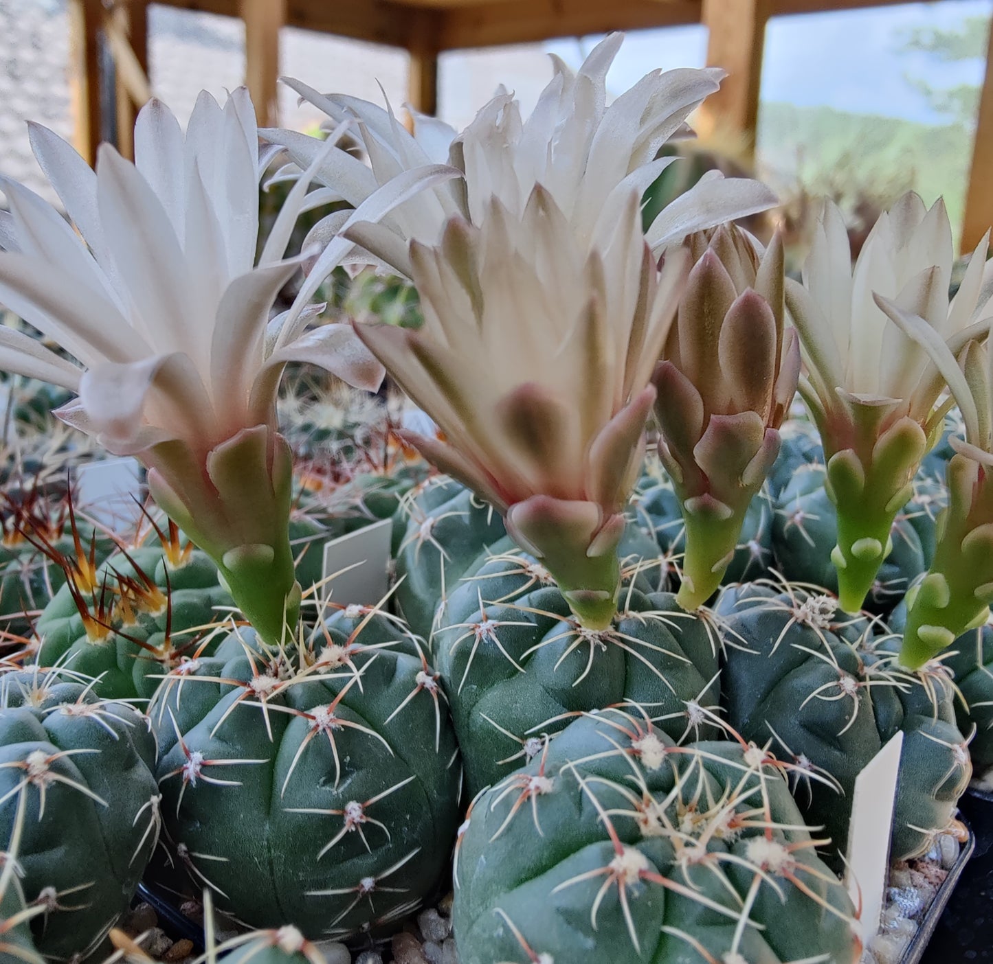 Gymnocalycium pinalii VoS 18-2292 (20 frø)