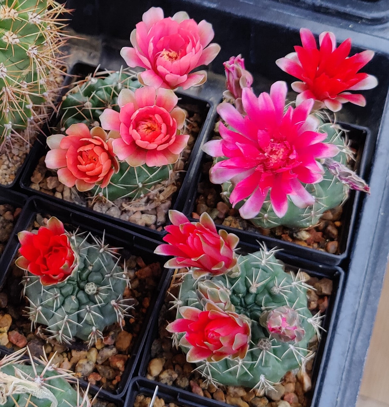 Gymnocalycium baldianum (20 frø)