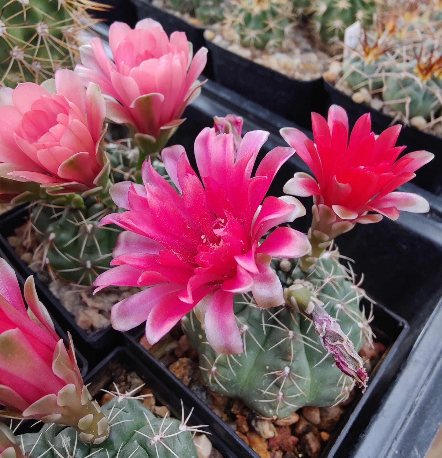 Gymnocalycium baldianum (20 frø)