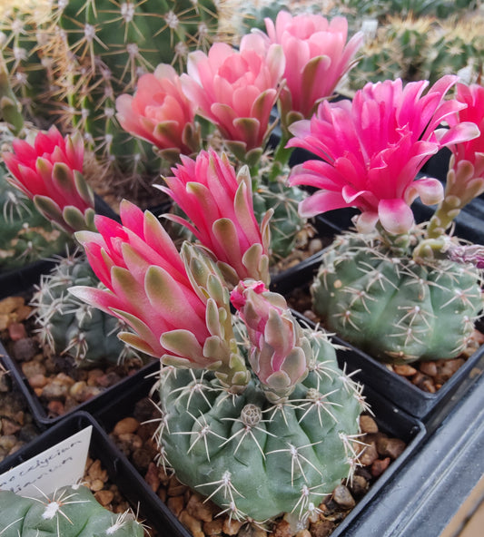 Gymnocalycium baldianum (20 frø)