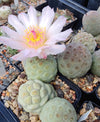 Tephrocactus geometricus HV 564 (10 frø)